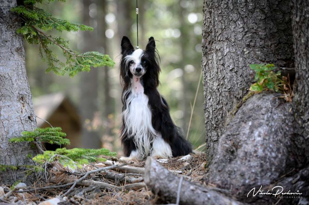 Habanero's Crest Papa Legba