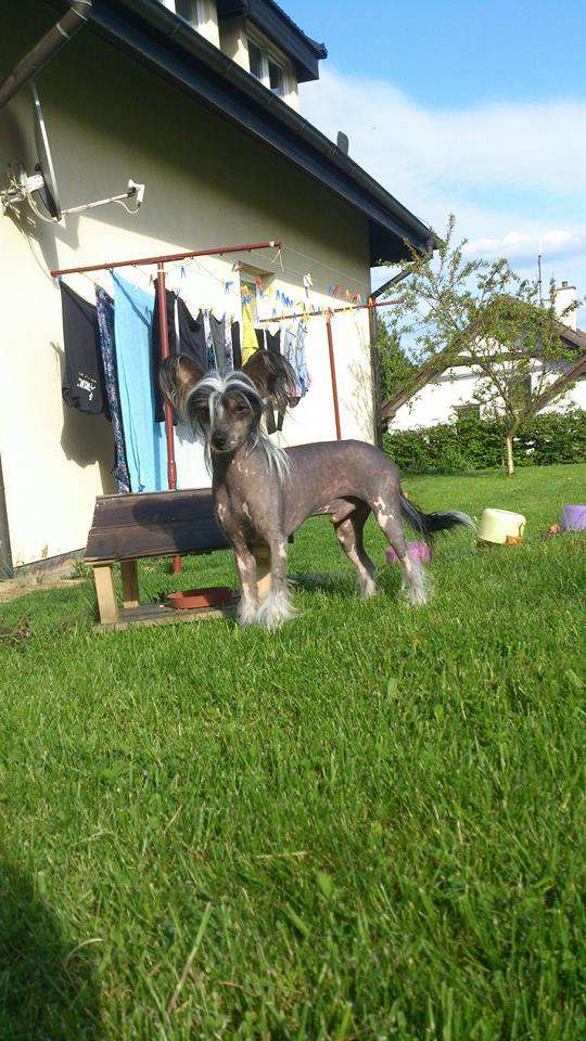 Yves Saint Laurent Avokaduh