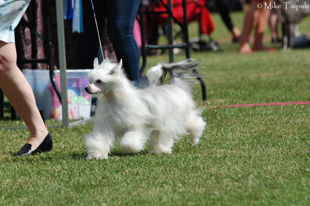 Feldeiso Lorelei moment of glory