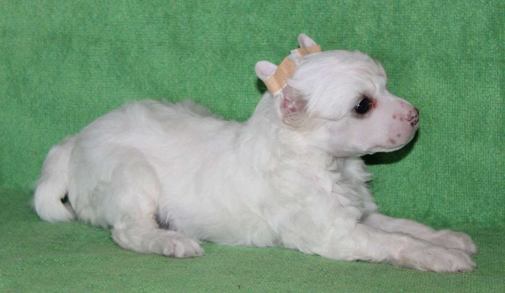 Neighbor of the sky de Almamasan