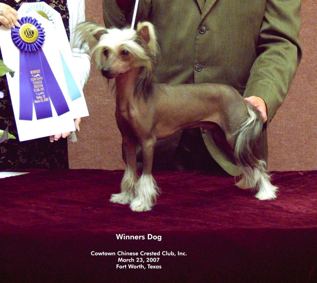 Puffin Time Traveler