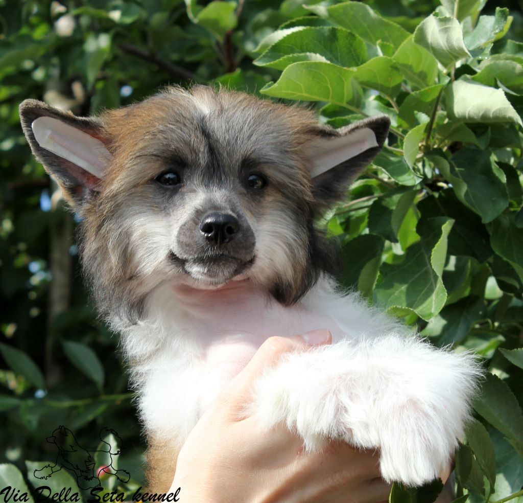 Via Della Seta Augusto Angel