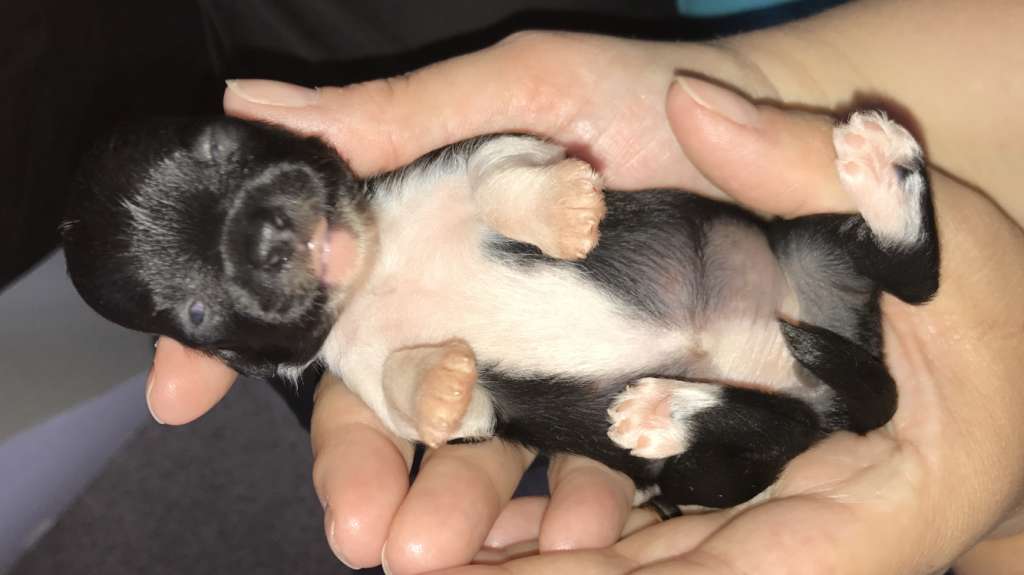 Hottie Tots Eternal Flame