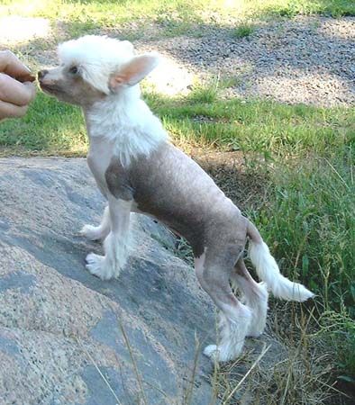 Proud Pony Glow Of Faith