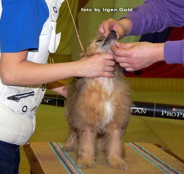 Irgen Gold Che Gevara