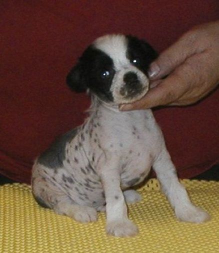 Incognito Top Model De Rama