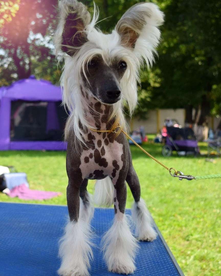 Zlaja Funny Aleksa's House