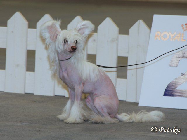 Nemesia's Pixie Dust