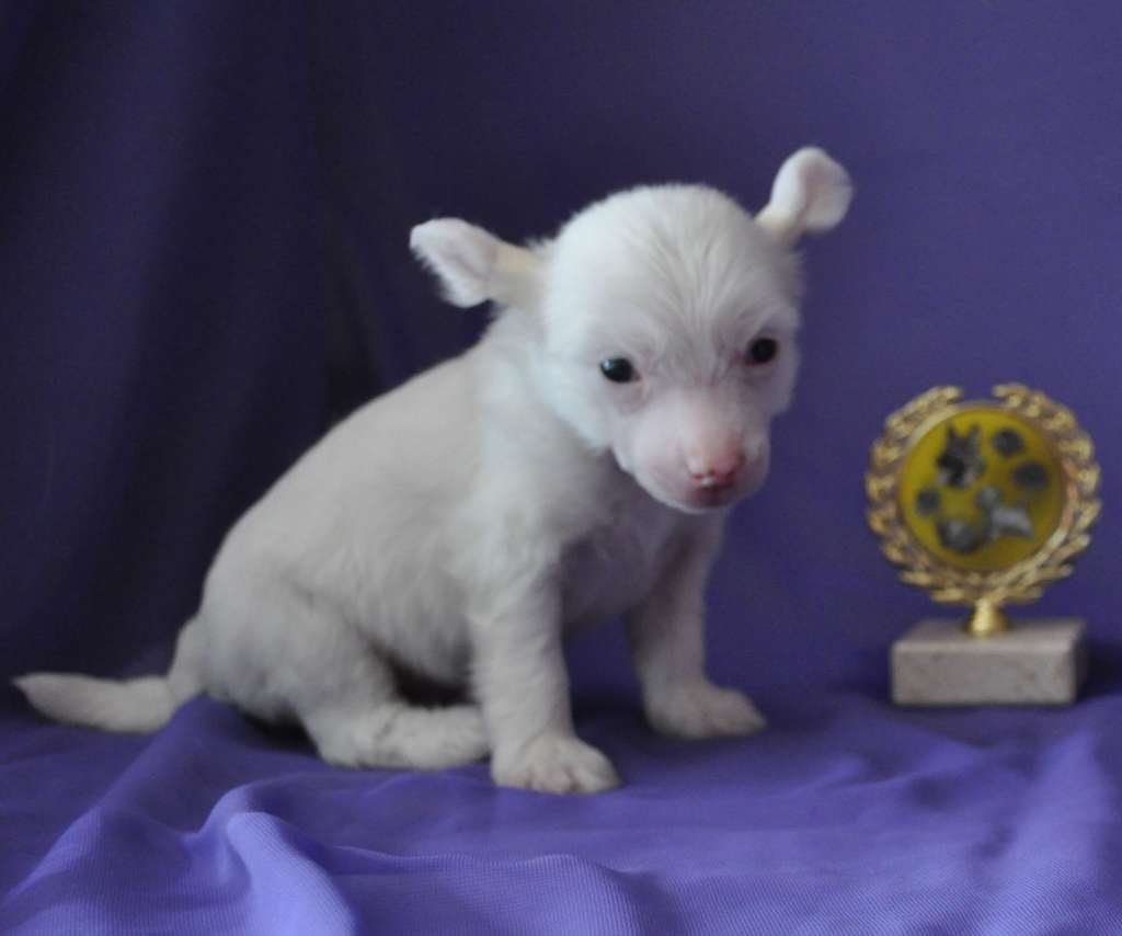 Armani Sharm Innocentij