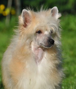 Halifax Little Champs