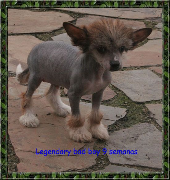 Legendary bad boy de Almamasan