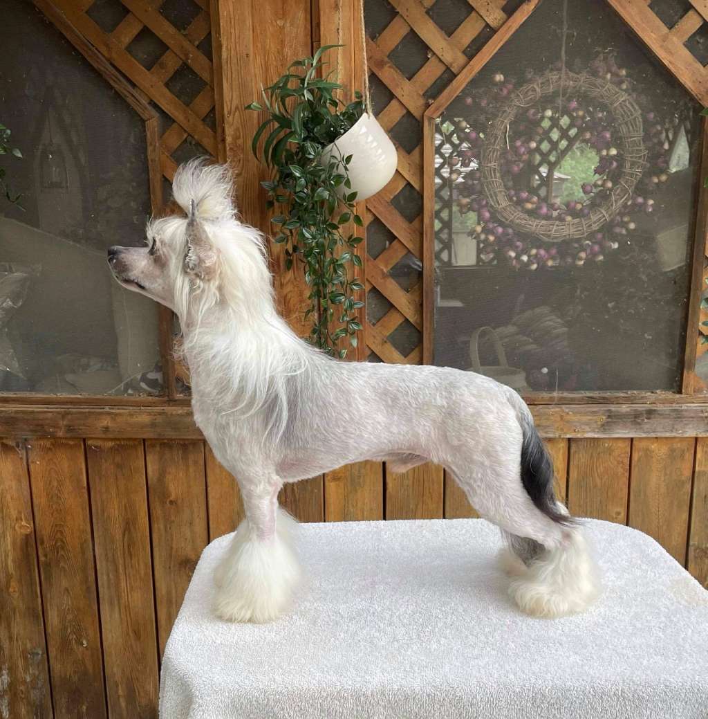 Taja Hey Jude make it better