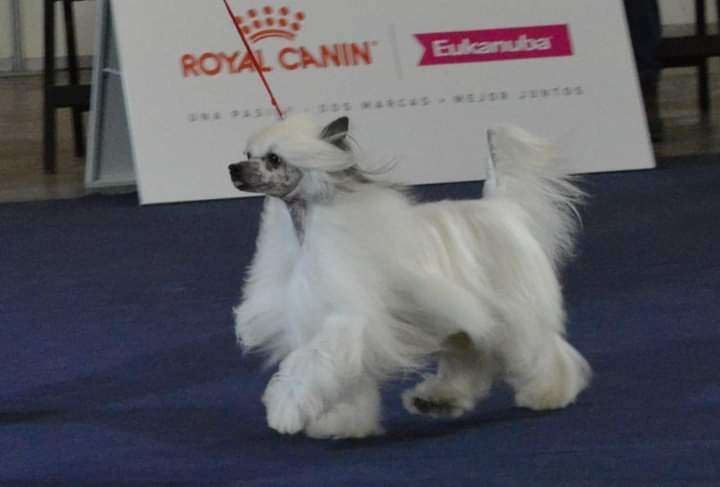 Jch Ch Gch Magnus Staff Umtiti