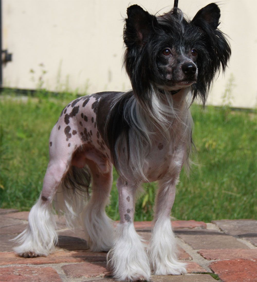 Apriori Vip Basic Instinct