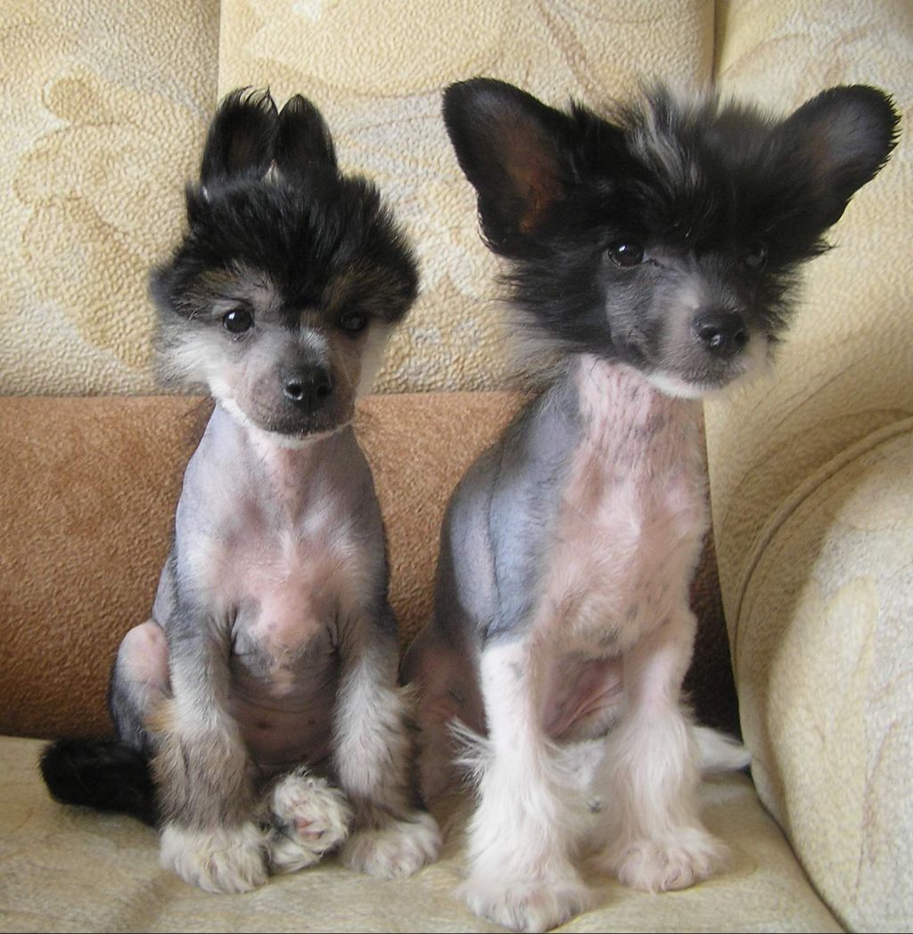 Leon Fleur de Lis Koylvados