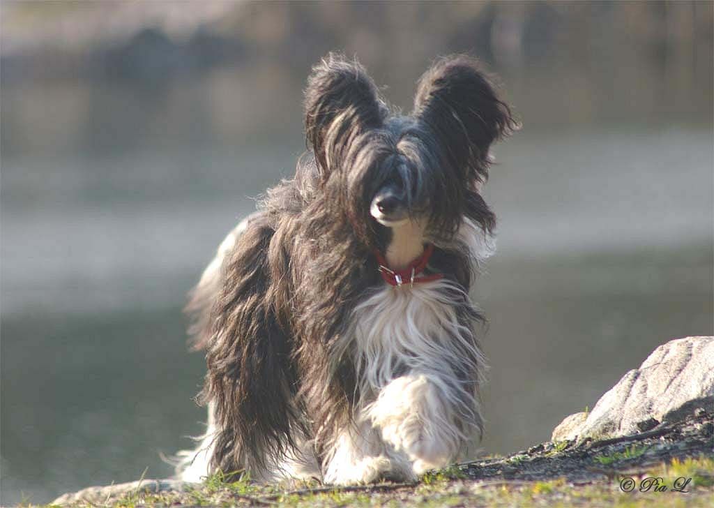 Marachinos Dreamspirit Of Beauty's