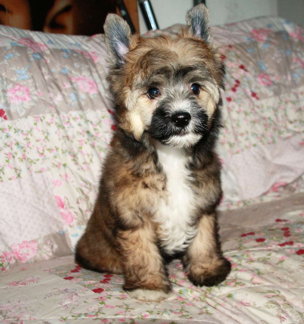 Be My Dog's Azzo Ragazzo