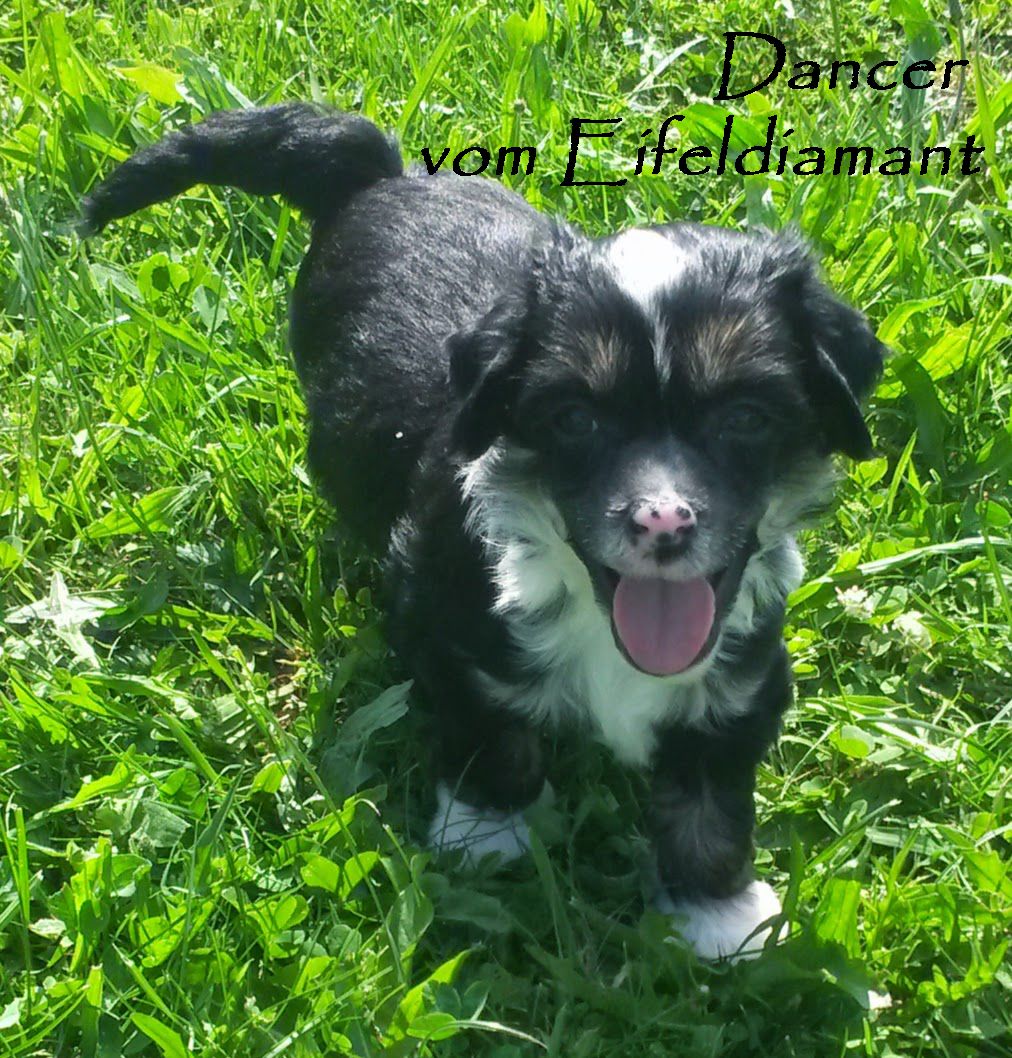 Dancer vom Eifeldiamant