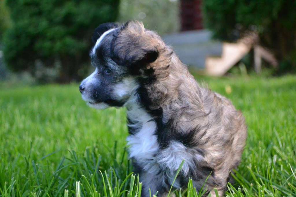 Eventyrvannets Prinsesse Cornelia