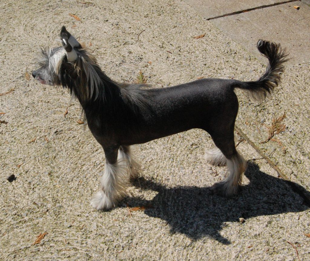 Zucci's Belle of the Ball