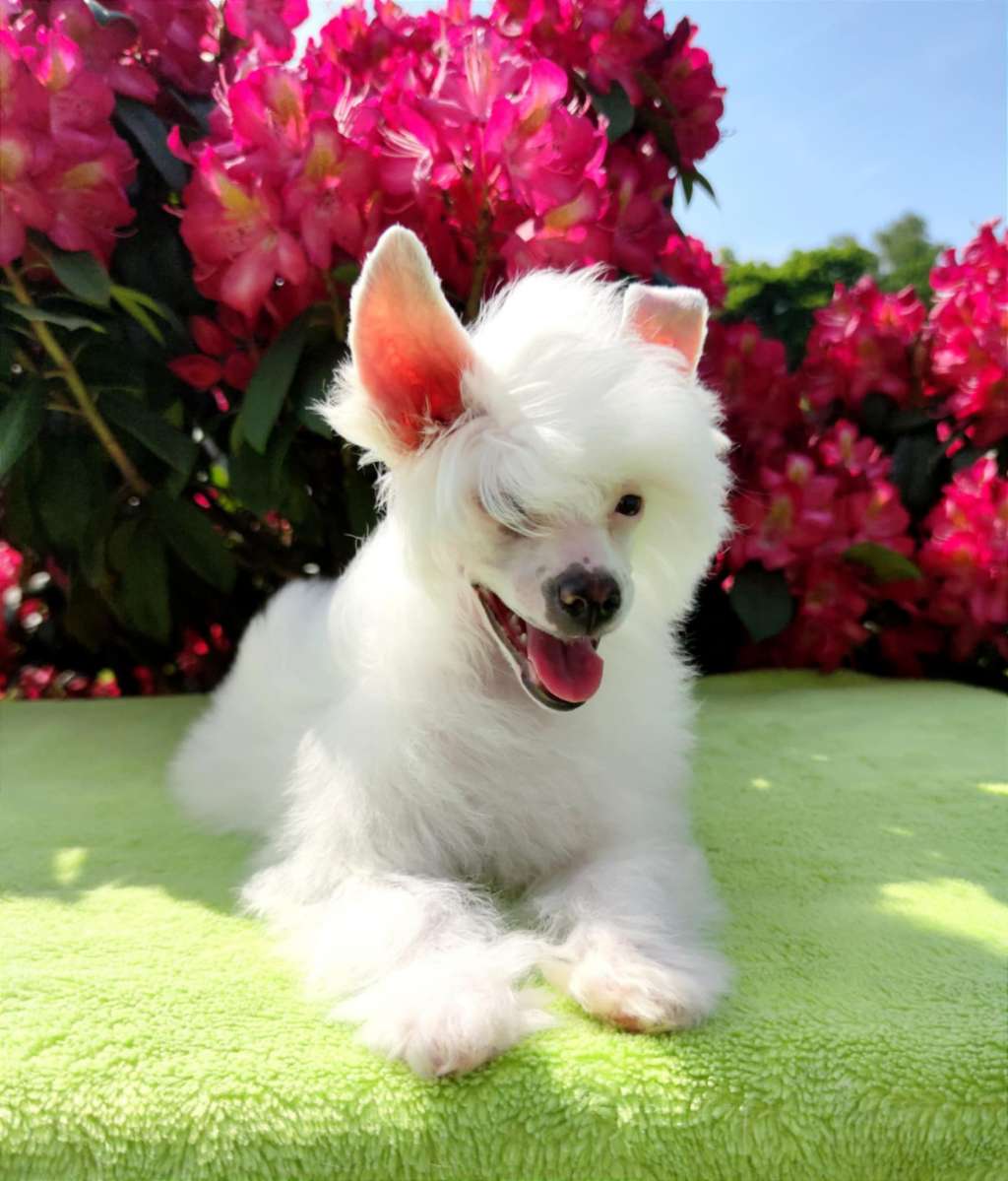 Scarlett Snow Queen Crystal Ice