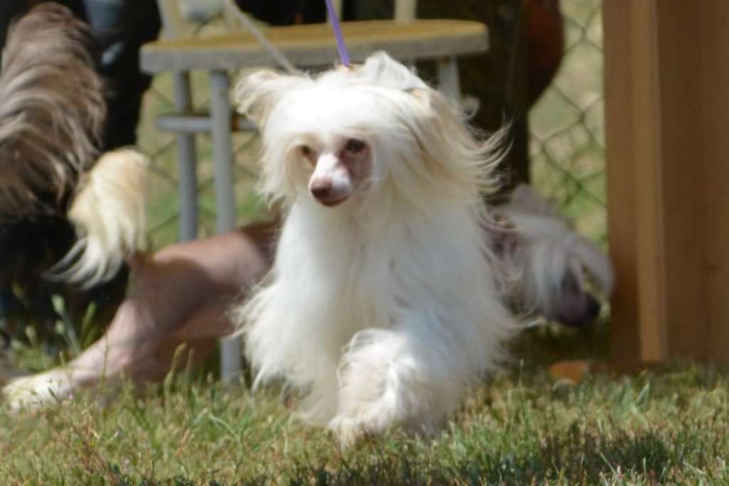 Chinese Rainbow Gayatri For Purple Rain