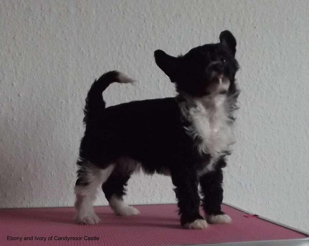 Ebony and Ivory of Candymoor Castle