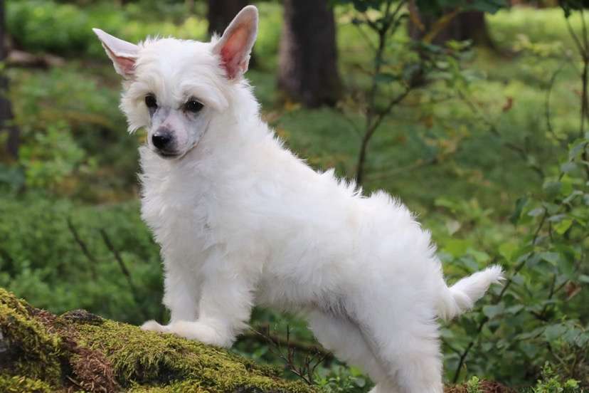 For A Better Day Princes de la Roses