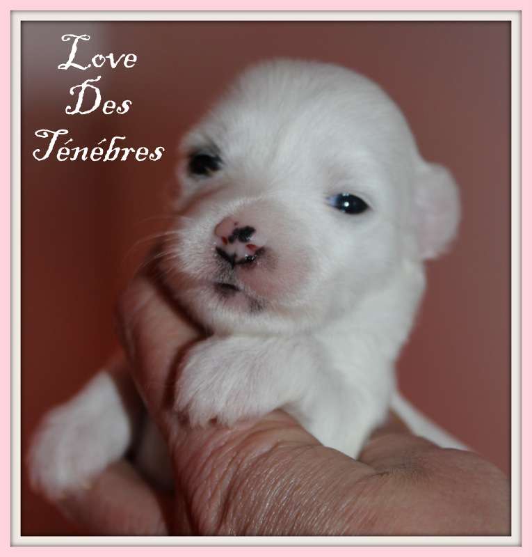 love des ténébres du pavé de varennes