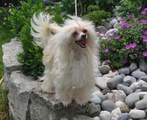 Puha-Luxus Porcelán Báj