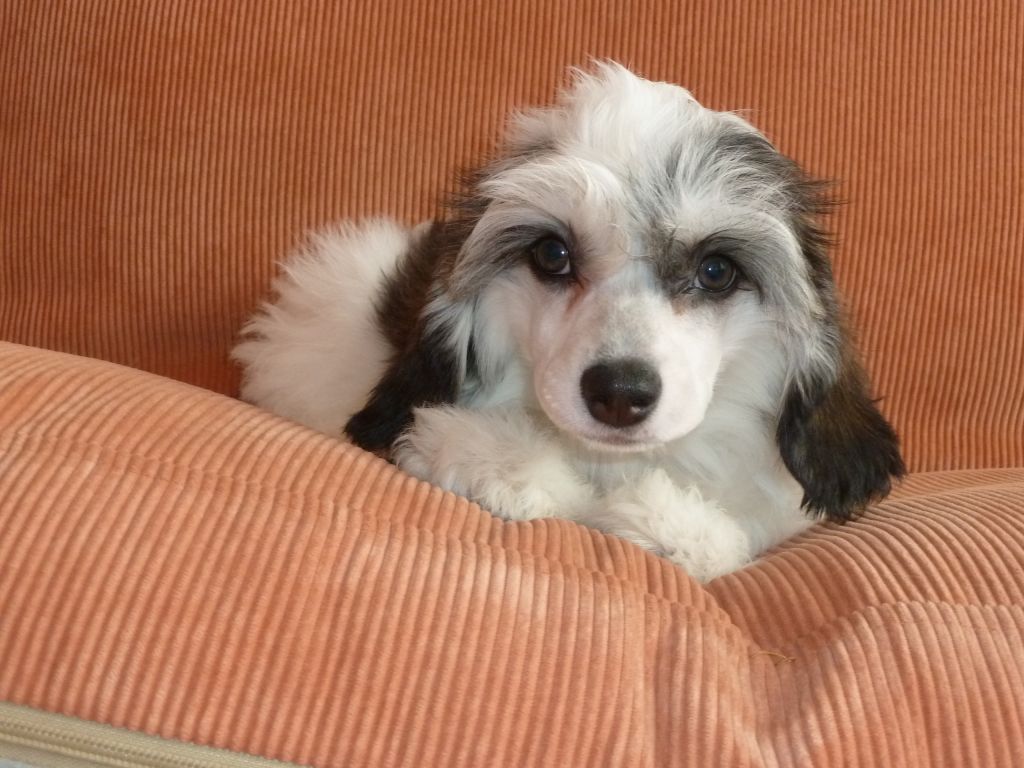 Landkris Cliffs of Dover