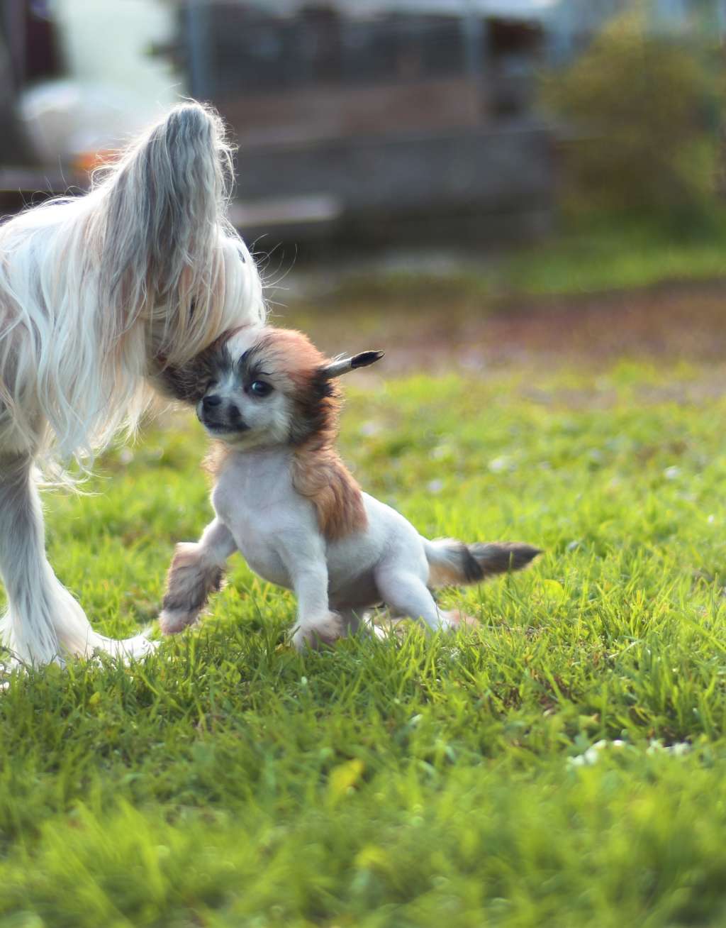 Baikal Dream Roksolana