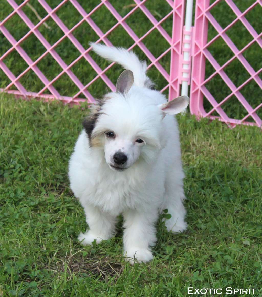 Exotic Spirit Ultimate Desire