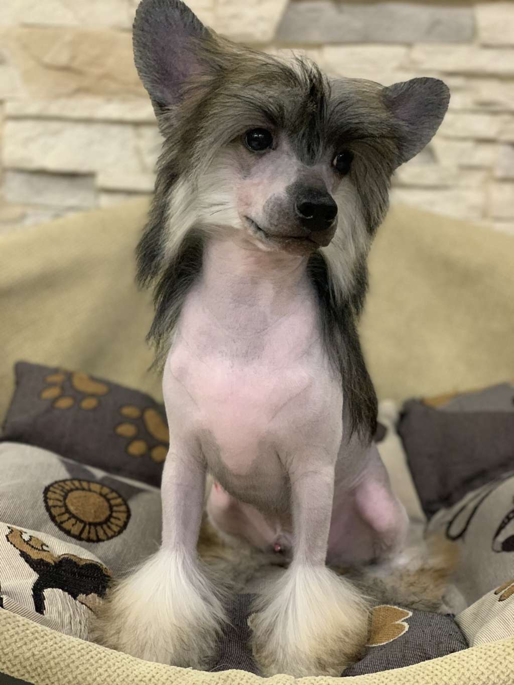 Dark Hors Natalexx Life