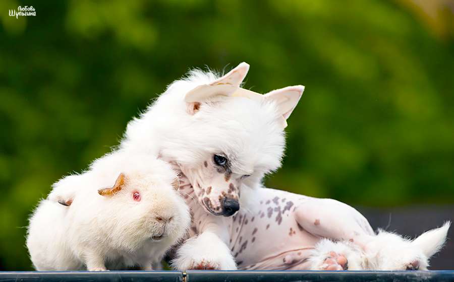 My Vanity Fair Ricki