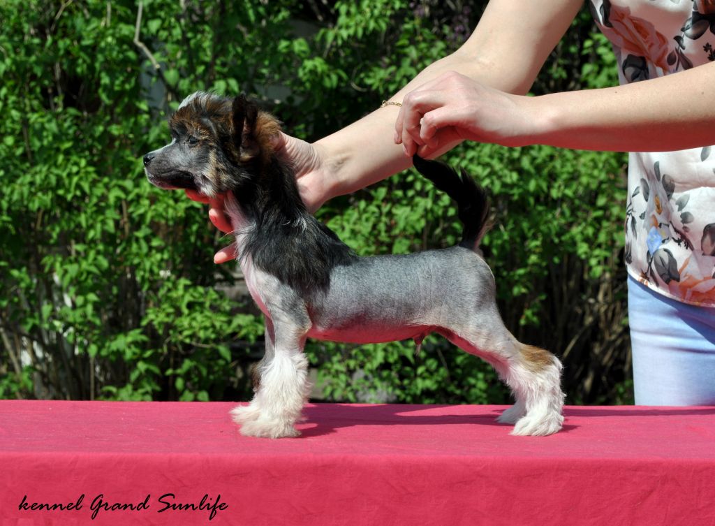 Grand Sunlife Louis Roederer