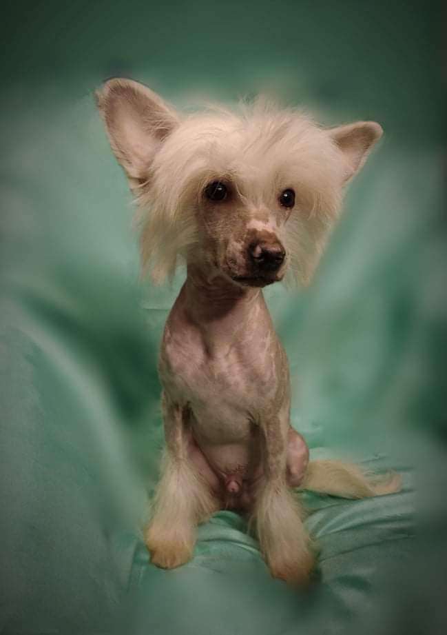 Obereg Grono Solomon