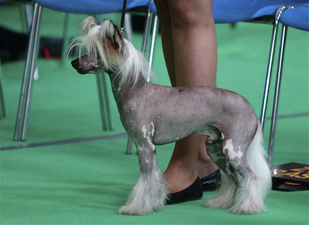 Shadow White Butterfly