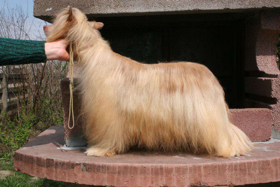 Montero Ecuador Galapagos de Fageiro