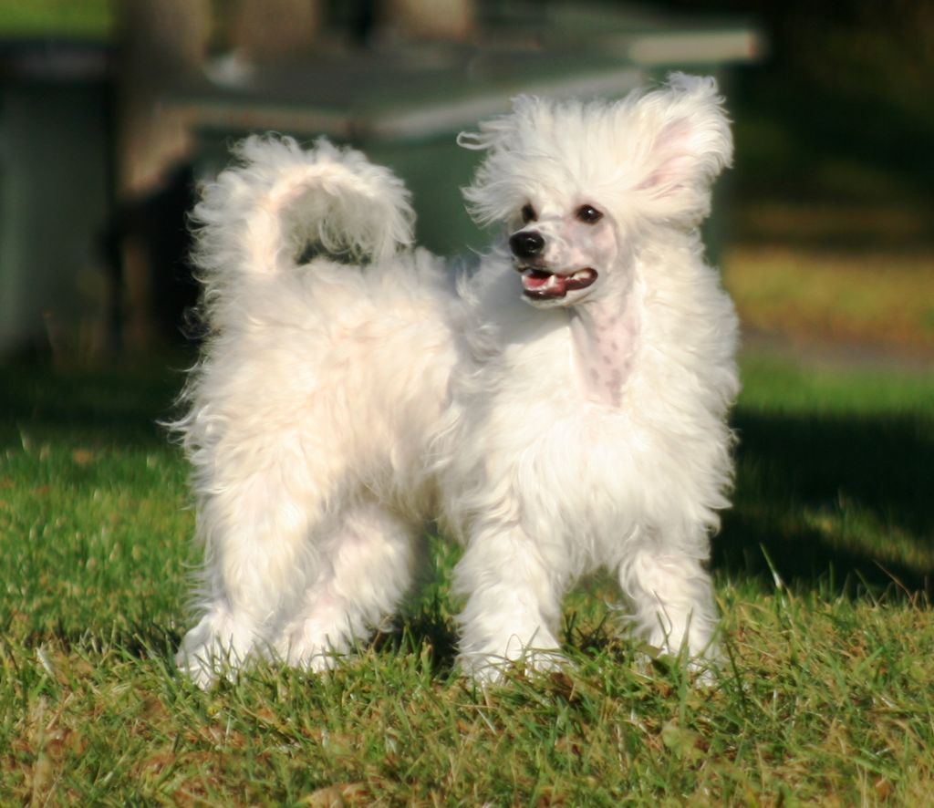 Twice as Nice Hellevation