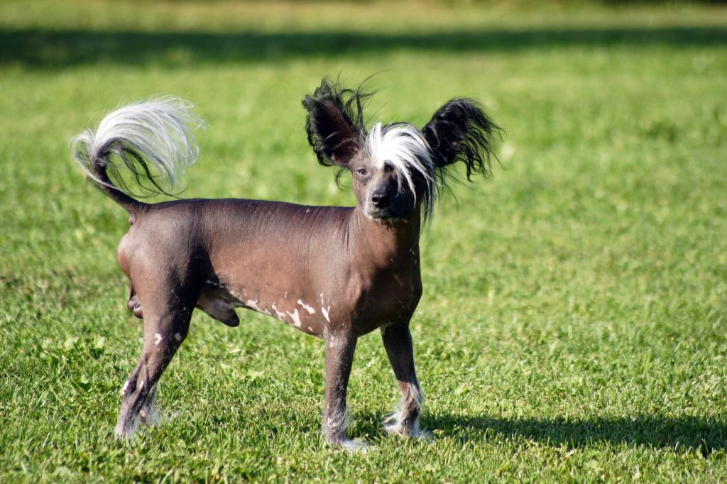 Acierto's Hair's Fine