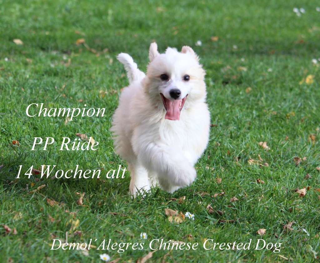 Demol'Alegres Champion