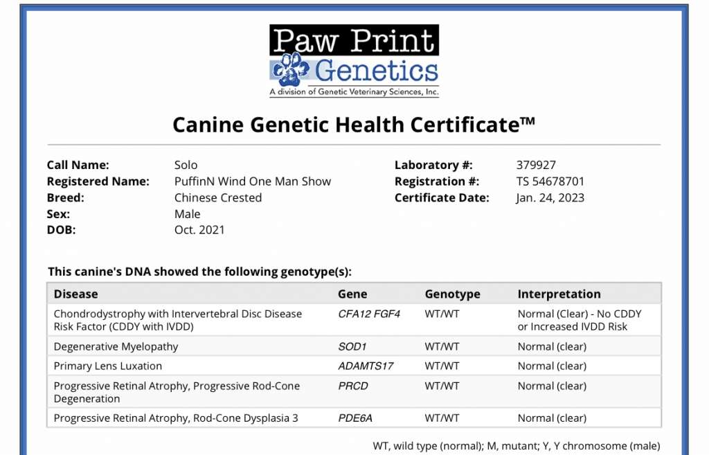 Puffin N Wind One Man Show