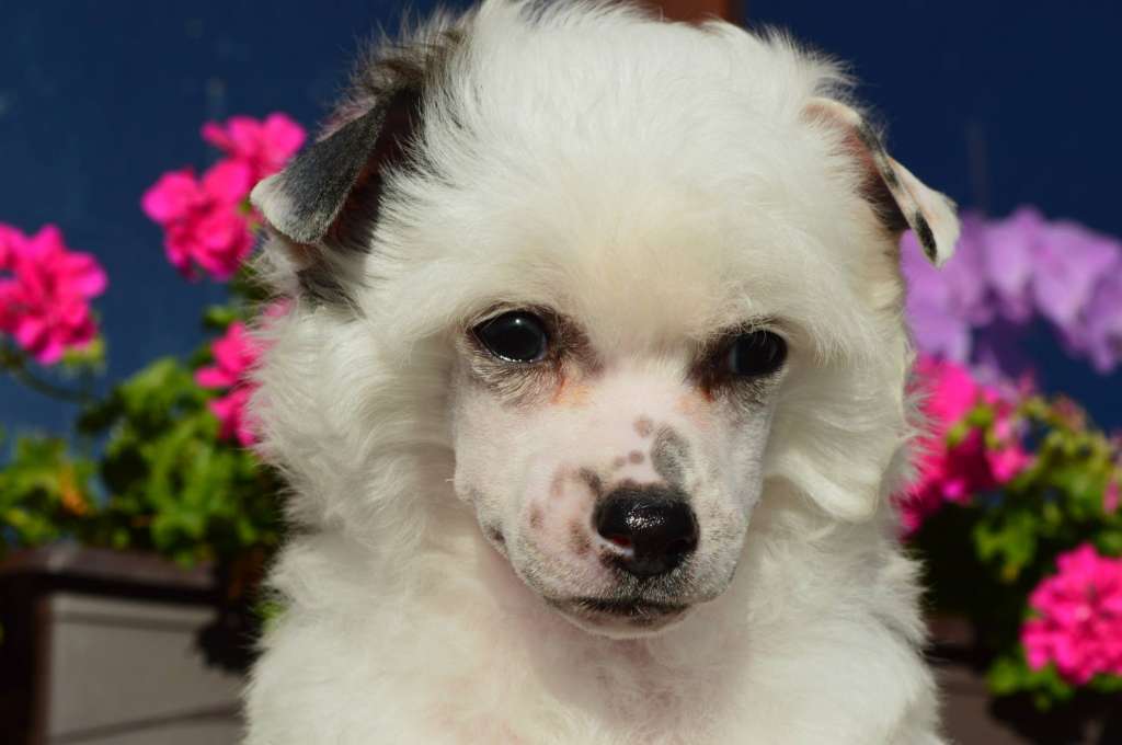 Lupino Lane z Andelovy dlane