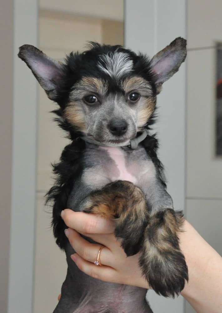 Ascalante Black Beautiful