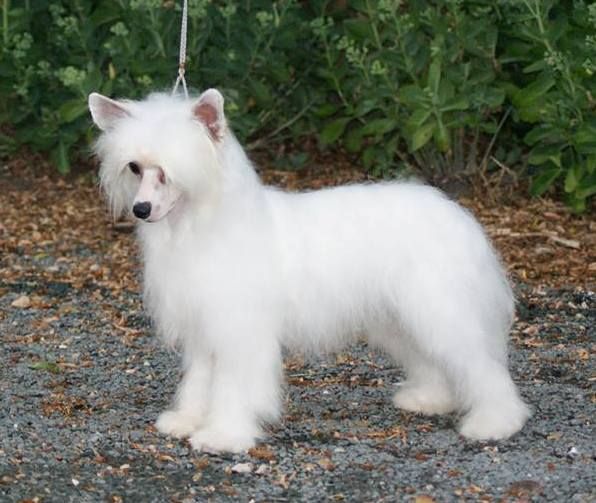 Roan Bulletproof Of Gizzy's Home