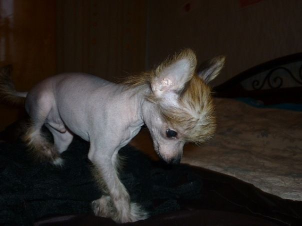 Nju Art Chester Chernii Prints Filipp