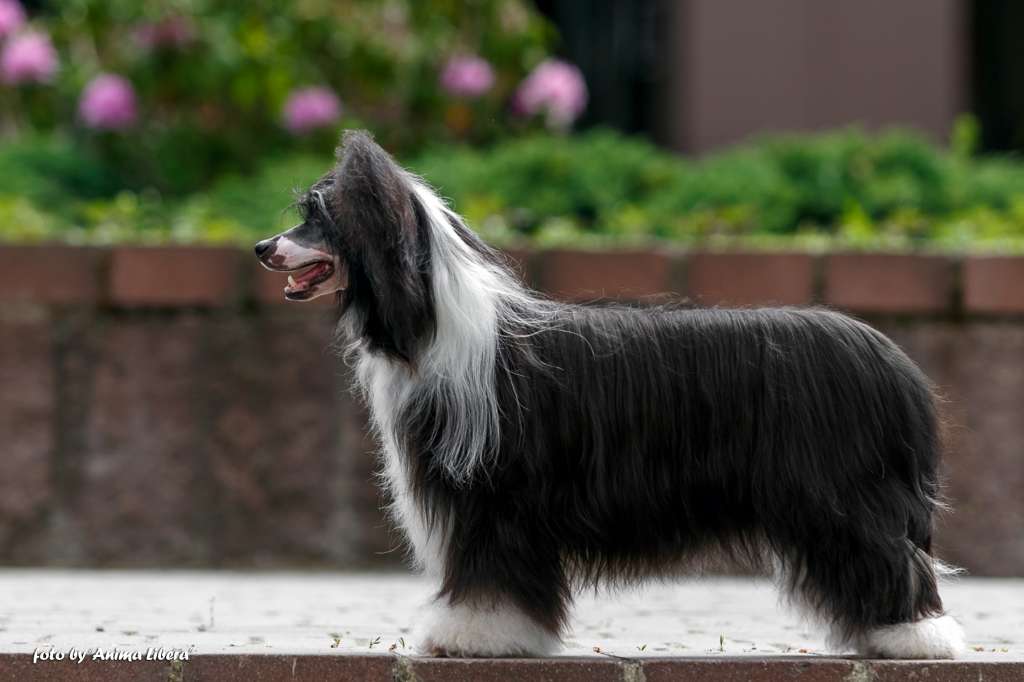 Sofiris Show Eye Candy