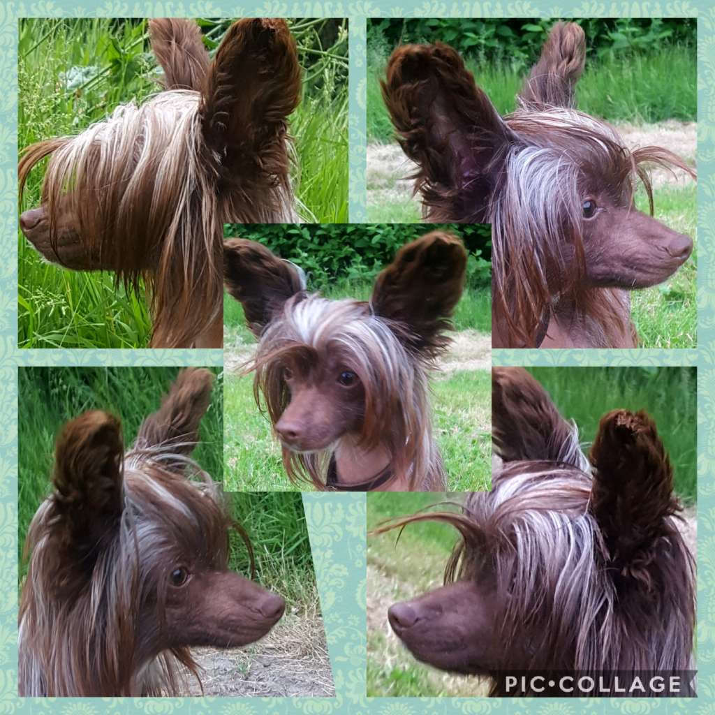 Perl Magic Shampan Shanya