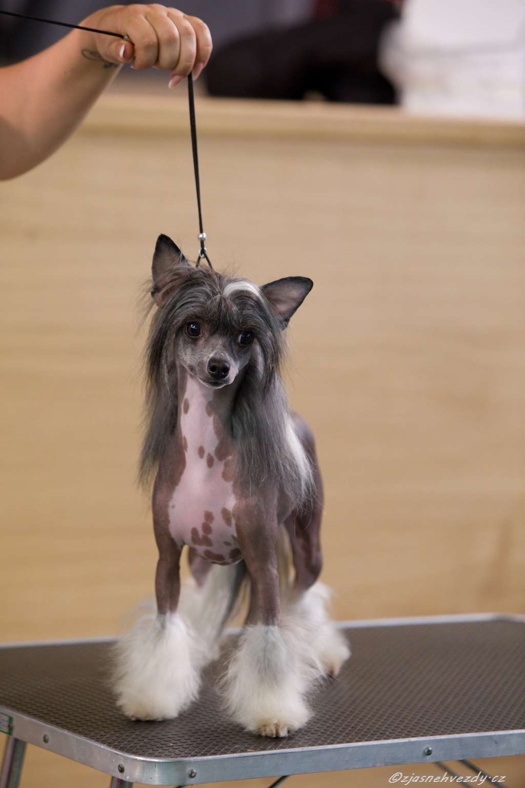 Famrus Pride Energy Di